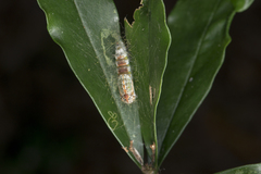 Sphrageidus virguncula