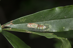 Sphrageidus virguncula