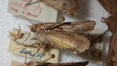 Epilecta linogrisea