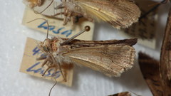 Epilecta linogrisea
