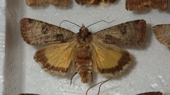 Epilecta linogrisea