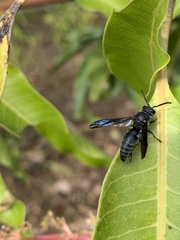 Allorhynchium argentatum