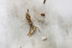 Epidaus sexspinus