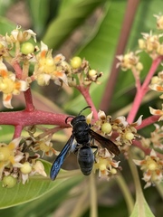 Allorhynchium argentatum