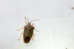 Acanthosoma crassicaudum