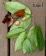 Englerodendron libassum