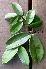 Englerodendron libassum