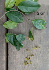 Englerodendron libassum