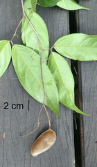 Englerodendron libassum