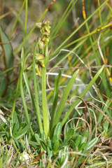 Chamorchis alpina