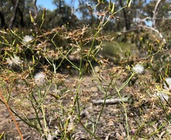 Senecio quadridentatus