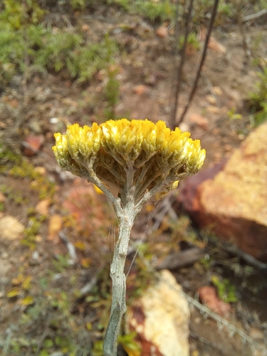 Image of Helichrysum rutilans by (c) kevin koen, some rights reserved (CC BY-SA)