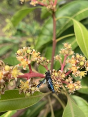 Allorhynchium argentatum