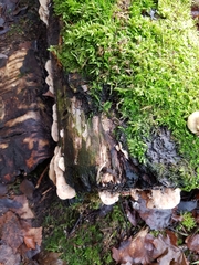 Antrodiella pallescens