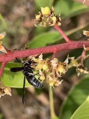Allorhynchium argentatum
