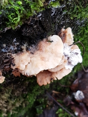 Antrodiella pallescens