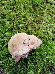 Antrodiella pallescens