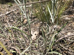 Senecio quadridentatus