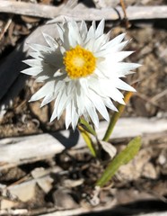 Helichrysum leucopsideum