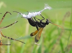 Cryptocheilus attenuatum