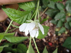 Rubus × loganobaccus