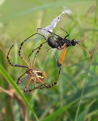 Cryptocheilus attenuatum