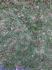 Zoysia