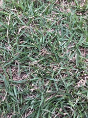 Zoysia