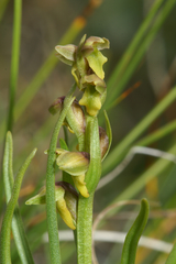 Chamorchis alpina