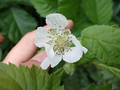 Rubus × loganobaccus