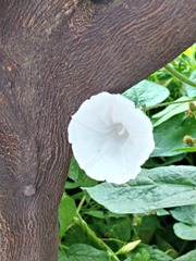 Ipomoea purpurea