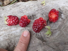 Rubus × loganobaccus