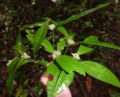 Hymenocoleus multinervis