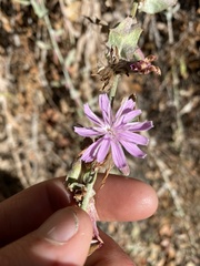 Stephanomeria cichoriacea