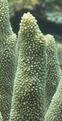 Acropora robusta