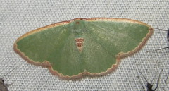 Heterorachis devocata