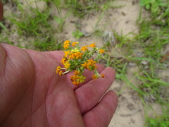 Manulea parviflora
