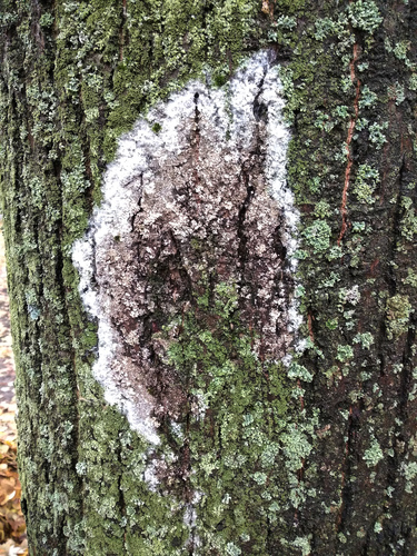 Dvisporis plėviagrybis nuotrauka