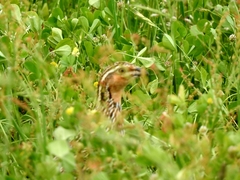 Coturnix pectoralis