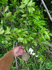 Landolphia kirkii