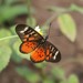 East African Forest Acraea - Photo (c) Martin Grimm, some rights reserved (CC BY-NC)