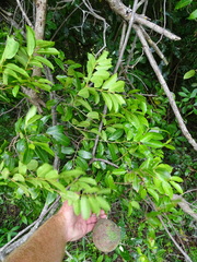 Landolphia kirkii