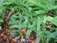 Asplenium dregeanum