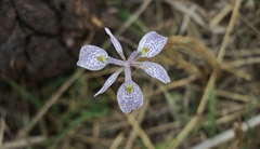 Moraea simulans