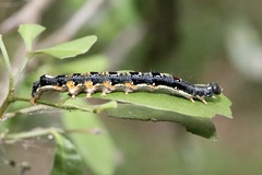 Oxyodes tricolor