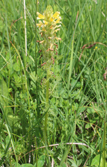 Pedicularis daghestanica