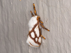 Parapluda invitabilis