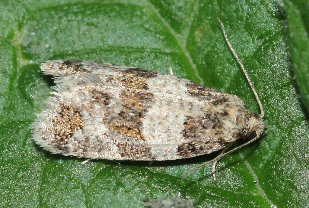 Isotrias hybridana