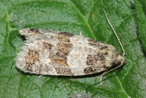 Isotrias hybridana