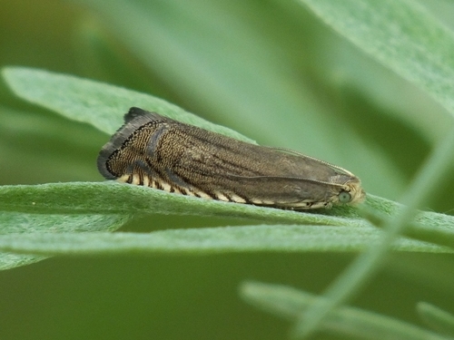 Sainfoin Piercer